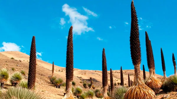 Puyas Raimondi & Pastoruri Glacier